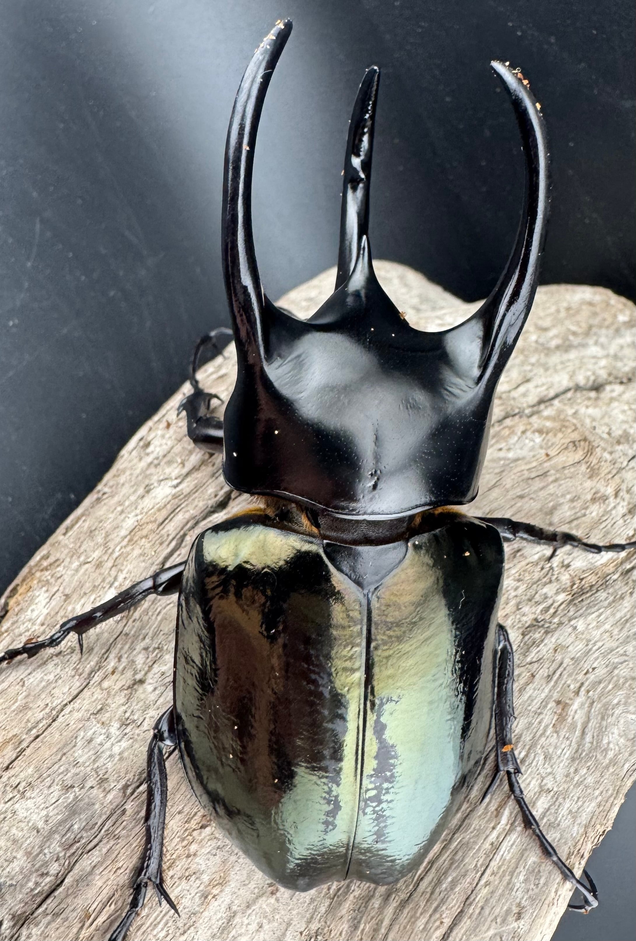 WD】《スマトラコーカサスオオカブト 90mm ペア》 | KPW公式オンライン