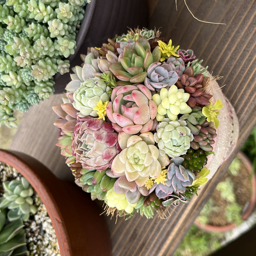 そのまま飾れる多肉植物寄せ植え 多肉植物 ba-boo house 通販 17541537