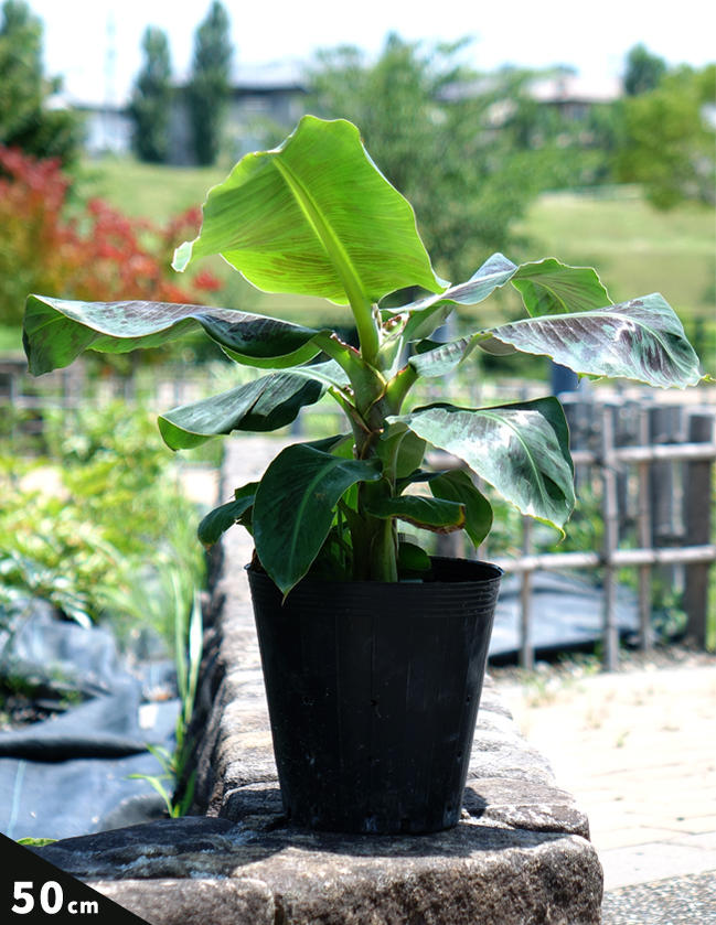 バナナ 矮性 ドワーフモンキーバナナ 苗 通販 苗木部 By 花ひろば