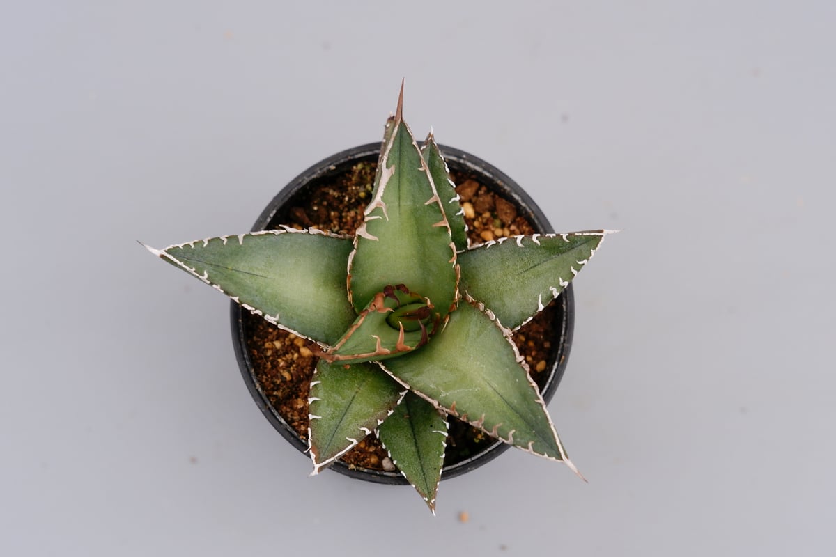 アガベ オテロイ 実生株 Agave oteroi seeding 059 | Sunny