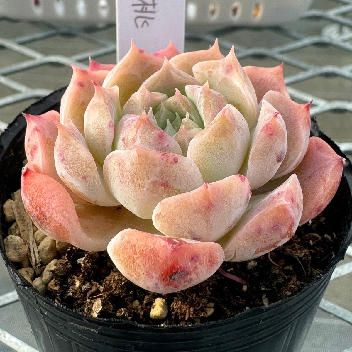 多肉植物 韓国苗 抜き苗 白桃 | BooTA29♡Succulent