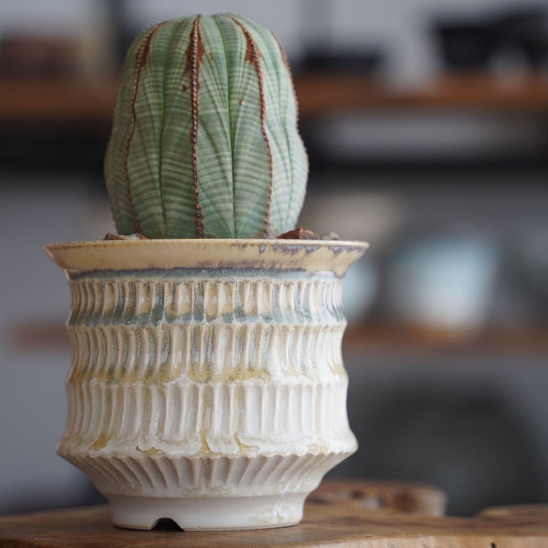 ユーフォルビア オベサ 木質化 φ7.5cm〈メス〉 × 杉山悠 作 4号 植木鉢