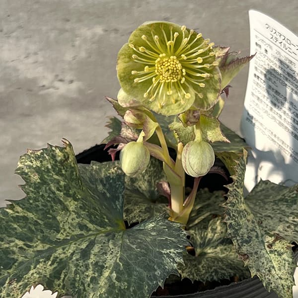 園芸ネット本店｜曽田園芸さんのクリスマスローズ（原種系