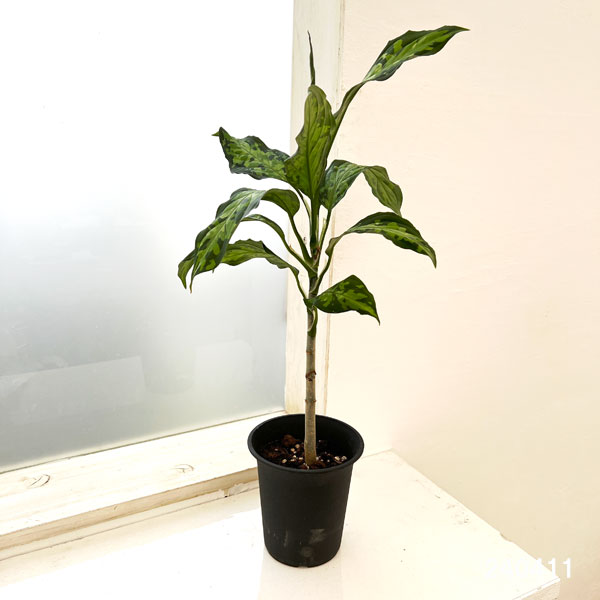 園芸ネット本店｜アグラオネマ：ピクタム 4号ポット の通販【公式】